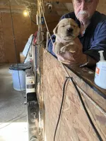 Abilgail girl, a female Golden Retriever for sale in Scottsville, VA – Photo 5 of 6