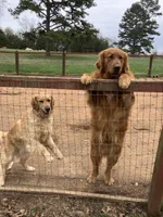 Abilgail girl, a female Golden Retriever for sale in Scottsville, VA – Photo 6 of 6