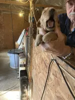 Abilgail girl, a female Golden Retriever for sale in Scottsville, VA – Photo 4 of 6