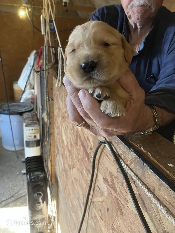 Abilgail girl – Golden Retriever puppy for sale in Scottsville, VA