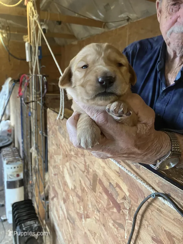 Peachy girl – Golden Retriever puppy for sale in Scottsville, VA