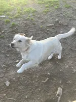 Peachy girl, a female Golden Retriever for sale in Scottsville, VA – Photo 3 of 4