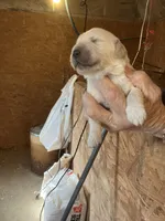 Peachy girl, a female Golden Retriever for sale in Scottsville, VA – Photo 2 of 4