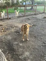 Peachy girl, a female Golden Retriever for sale in Scottsville, VA – Photo 4 of 4