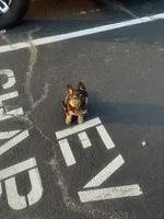 Freya, a female German Shepherd Dog for sale in Chapel Hill, NC – 4 of 4