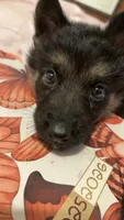 Freya, a female German Shepherd Dog for sale in Chapel Hill, NC – 2 of 4