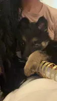 Freya, a female German Shepherd Dog for sale in Chapel Hill, NC – 1 of 4