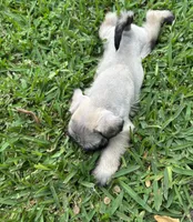 Scarlett , a female Miniature Schnauzer for sale in Houston, TX – 2 of 3