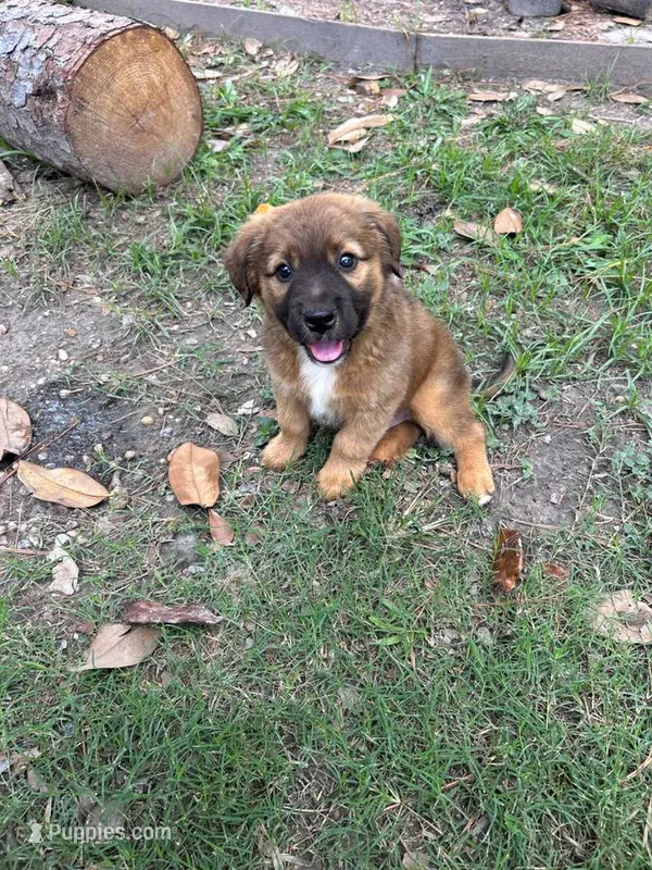 Ranger – German Shepherd Dog, Great Pyrenees puppy for sale in Houston, TX