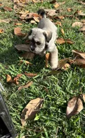 Scarlett , a female Miniature Schnauzer for sale in Houston, TX – 3 of 3