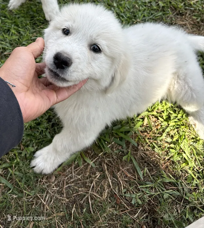 Lilly – Great Pyrenees puppy for sale in Houston, TX