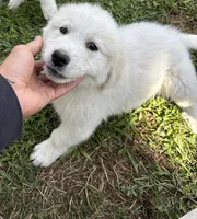 Lilly, a female Great Pyrenees for sale in Houston, TX – 1 of 1