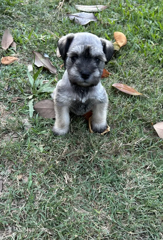 Scarlett , a female Miniature Schnauzer for sale in Houston, TX – 1 of 3