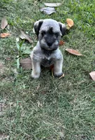 Scarlett , a female Miniature Schnauzer for sale in Houston, TX – 1 of 3