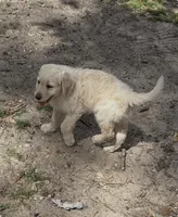 Asher , a male Goldendoodle for sale in Houston, TX – Photo 1 of 6