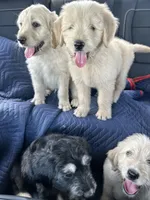 Asher , a male Goldendoodle for sale in Houston, TX – Photo 6 of 6