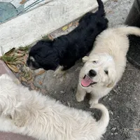 Asher , a male Goldendoodle for sale in Houston, TX – Photo 2 of 6