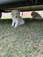 Stella , a female Great Pyrenees for sale in Houston, TX – 2 of 4