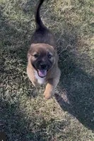 Ranger, a male German Shepherd Dog and Great Pyrenees for sale in Houston, TX – 4 of 4