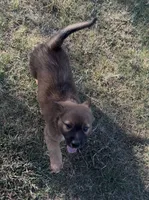Ranger, a male German Shepherd Dog and Great Pyrenees for sale in Houston, TX – 3 of 4