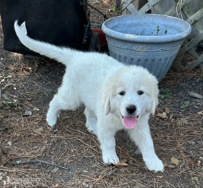 Stella  – Great Pyrenees puppy for sale in Houston, TX