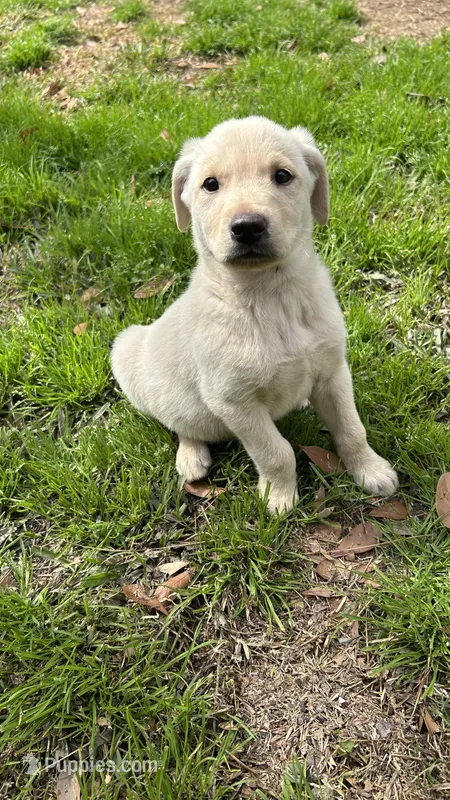 Ranger, a  Labrador Retriever for sale in Houston, TX – Photo 1 of 7