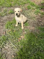 Ranger, a  Labrador Retriever for sale in Houston, TX – Photo 4 of 7