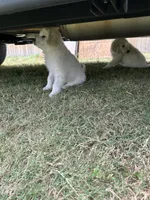 Stella , a female Great Pyrenees for sale in Houston, TX – 3 of 4