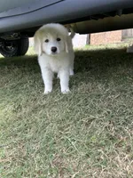 Stella , a female Great Pyrenees for sale in Houston, TX – 4 of 4