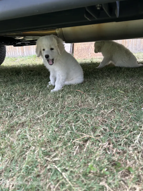 Stella  – Great Pyrenees puppy for sale in Houston, TX
