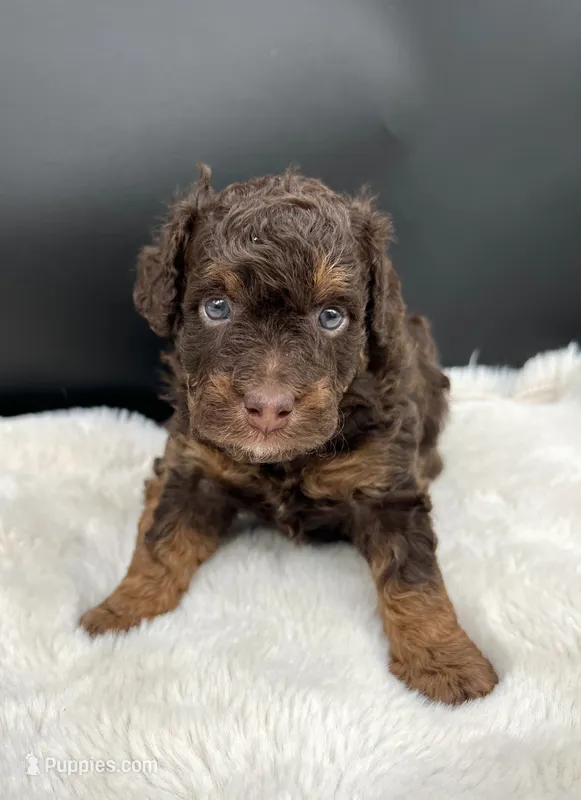 Tramp – Miniature Aussiedoodle puppy for sale in Apollo Beach, FL