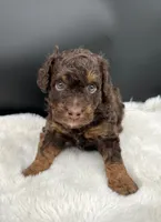 Tramp, a male Miniature Aussiedoodle for sale in Apollo Beach, FL – 1 of 3