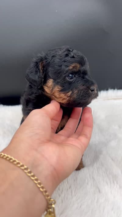 Lady, a female Miniature Aussiedoodle for sale in Apollo Beach, FL – 3 of 3