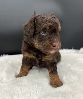 Tramp, a male Miniature Aussiedoodle for sale in Apollo Beach, FL – 2 of 3