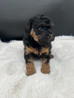 Lady, a female Miniature Aussiedoodle for sale in Apollo Beach, FL – 2 of 3