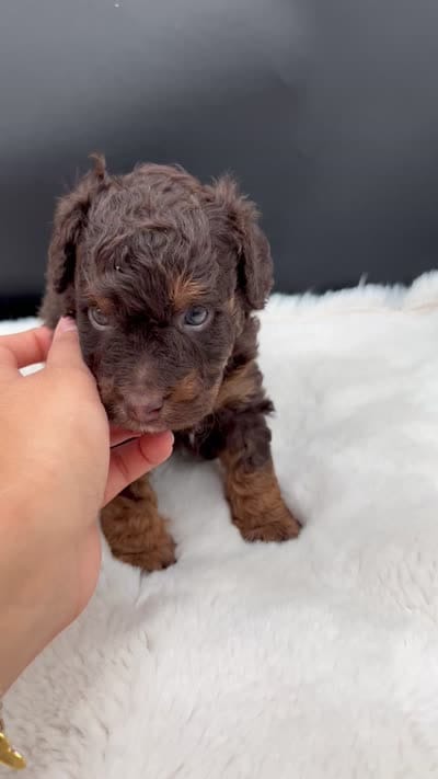 Tramp, a male Miniature Aussiedoodle for sale in Apollo Beach, FL – 3 of 3