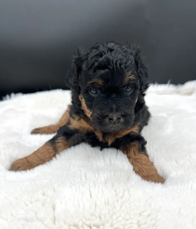 Lady – Miniature Aussiedoodle puppy for sale in Apollo Beach, FL