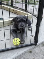 Bleu Boy, a male Cane Corso for sale in Raleigh, NC – 6 of 6