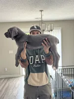 Bleu Boy, a male Cane Corso for sale in Raleigh, NC – 2 of 3