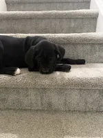 Thanos, a male Cane Corso for sale in Raleigh, NC – 4 of 4