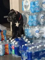 Bear, a male Cane Corso for sale in Raleigh, NC – 6 of 8