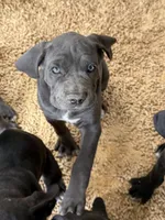 Bleu Boy, a male Cane Corso for sale in Raleigh, NC – 2 of 6