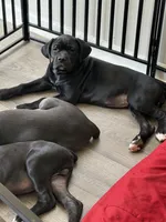 Diva, a female Cane Corso for sale in Raleigh, NC – 2 of 4