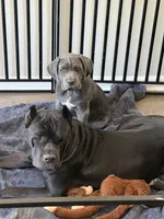 Bleu Boy, a male Cane Corso for sale in Raleigh, NC – 1 of 6