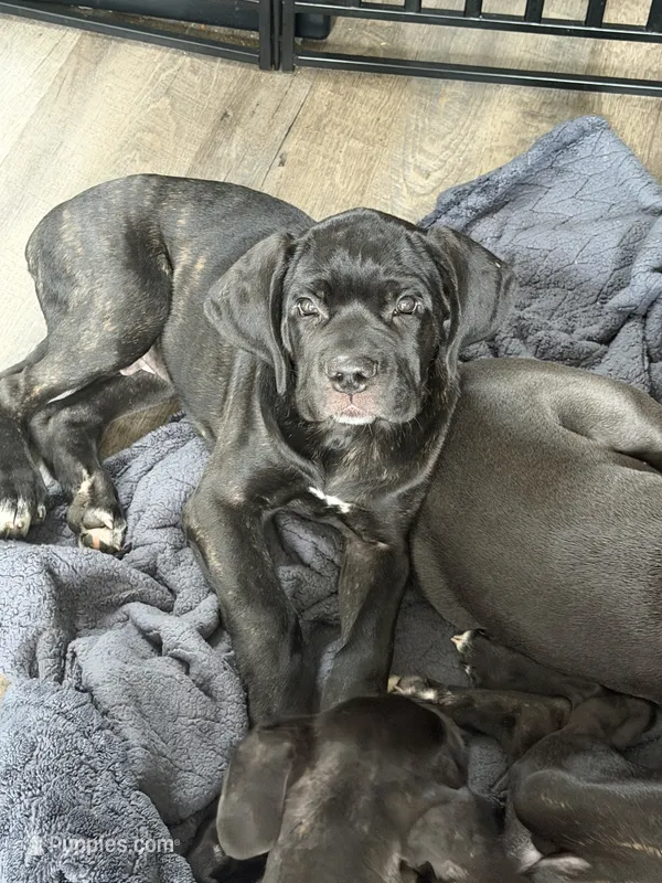Tony Sunshine – Cane Corso puppy for sale in Raleigh, NC