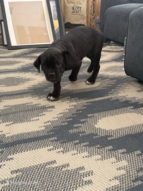 KeedaBlack – Cane Corso puppy for sale in Raleigh, NC