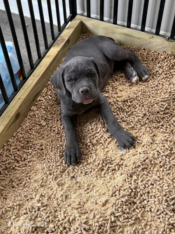 Bleu Boy – Cane Corso puppy for sale in Raleigh, NC