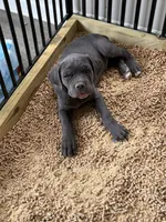 Bleu Boy, a male Cane Corso for sale in Raleigh, NC – 1 of 3
