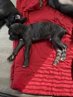 Tony Sunshine, a male Cane Corso for sale in Raleigh, NC – 2 of 2
