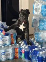 Bear, a male Cane Corso for sale in Raleigh, NC – 1 of 8